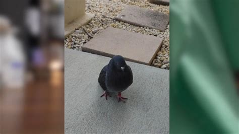 Pigeon found outside Florida hair salon reunites with owner after 15 months
